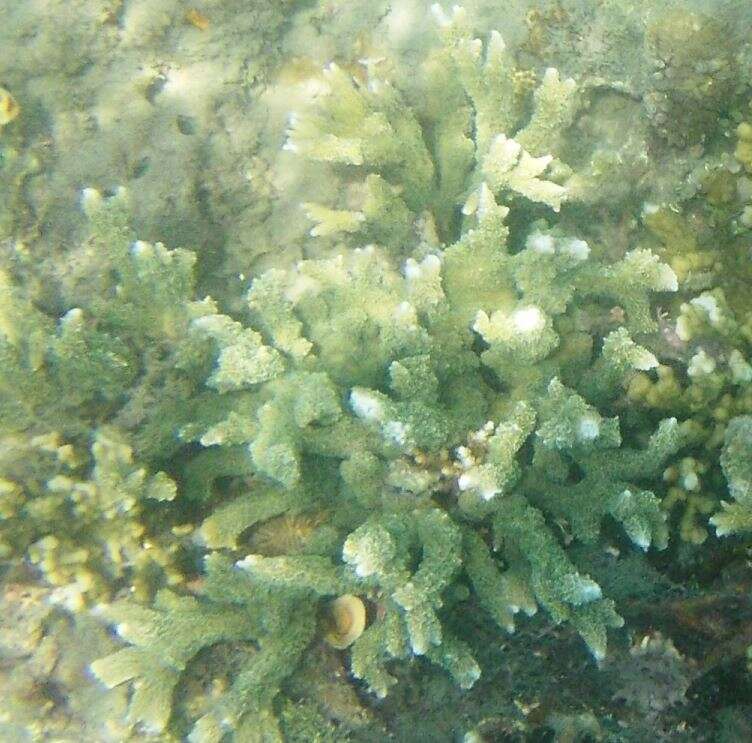 Image de Montipora digitata (Dana 1846)