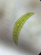 Image of Closterium moniliferum