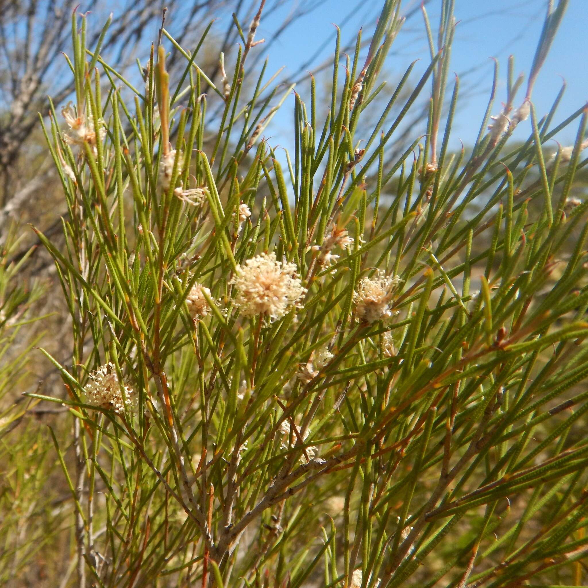 Image of broom honeymyrtle