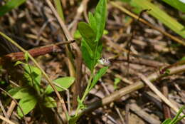 Image of Polygala glomerata Lour.