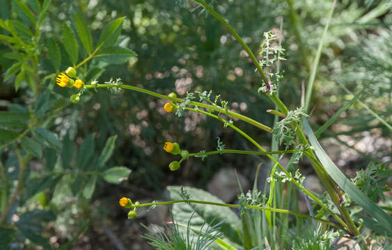 Image of Great Plains Groundsel