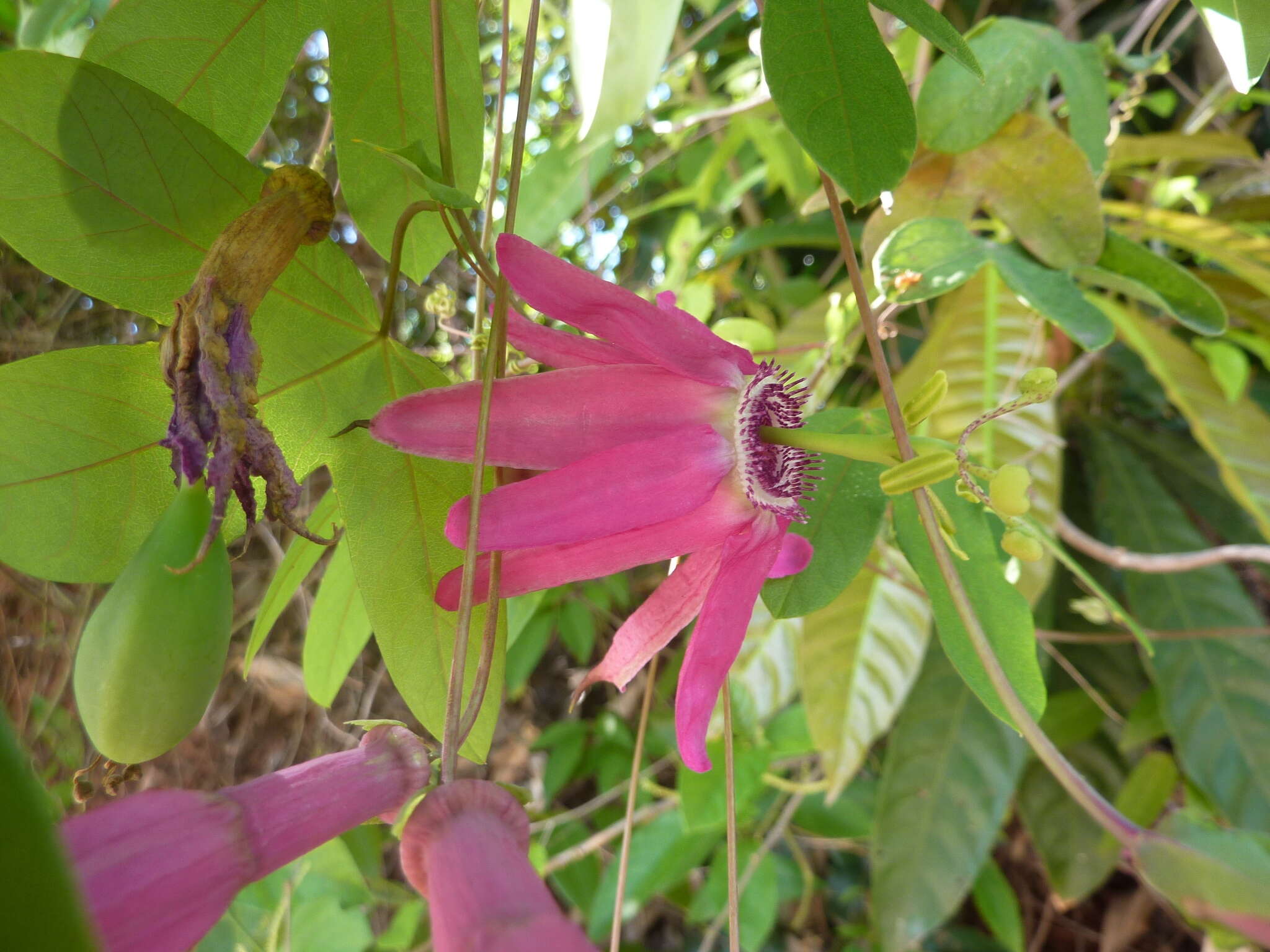 Image of Passiflora tarapotina Harms