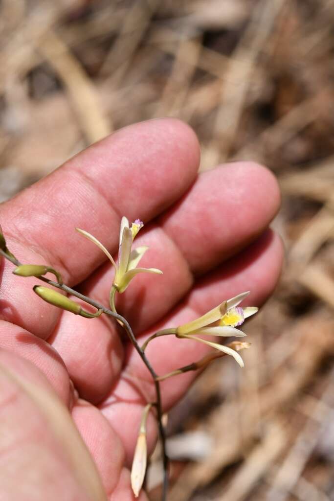 Image of Bletia parkinsonii Hook.