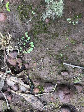 Image of Riccia campbelliana M. Howe