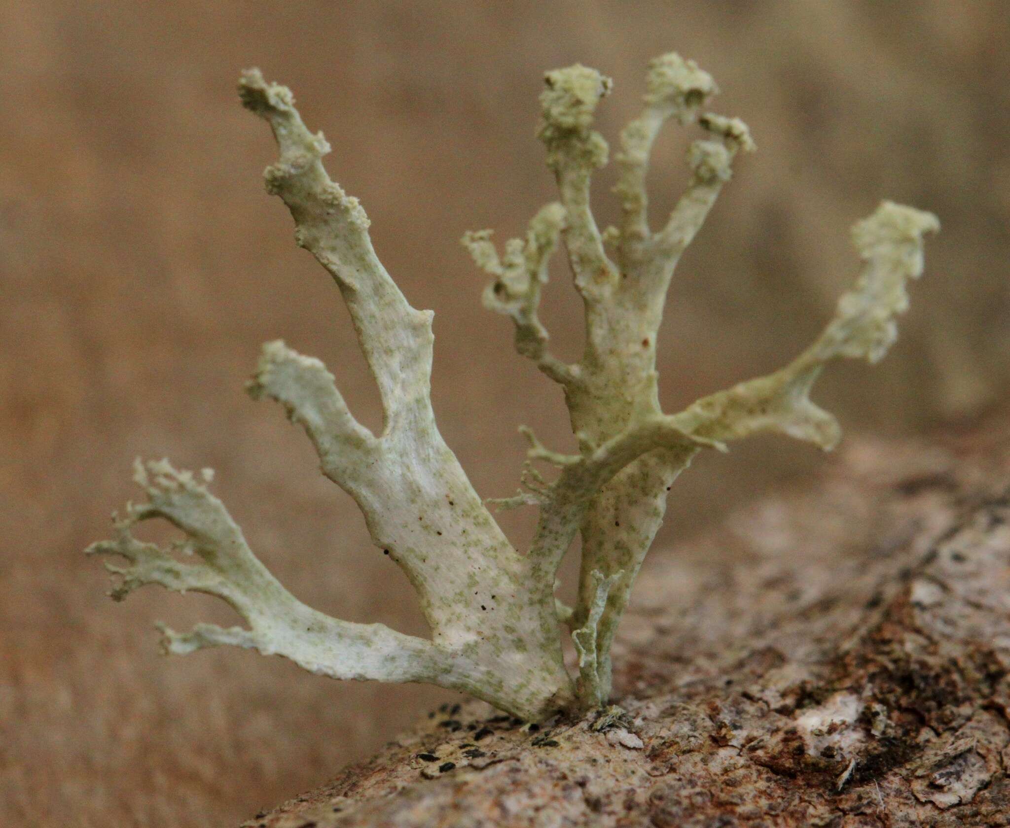 Image of Ramalina canariensis J. Steiner