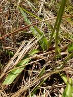 Image of White Lobelia