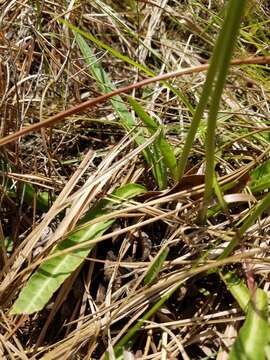 Imagem de Lobelia paludosa Nutt.