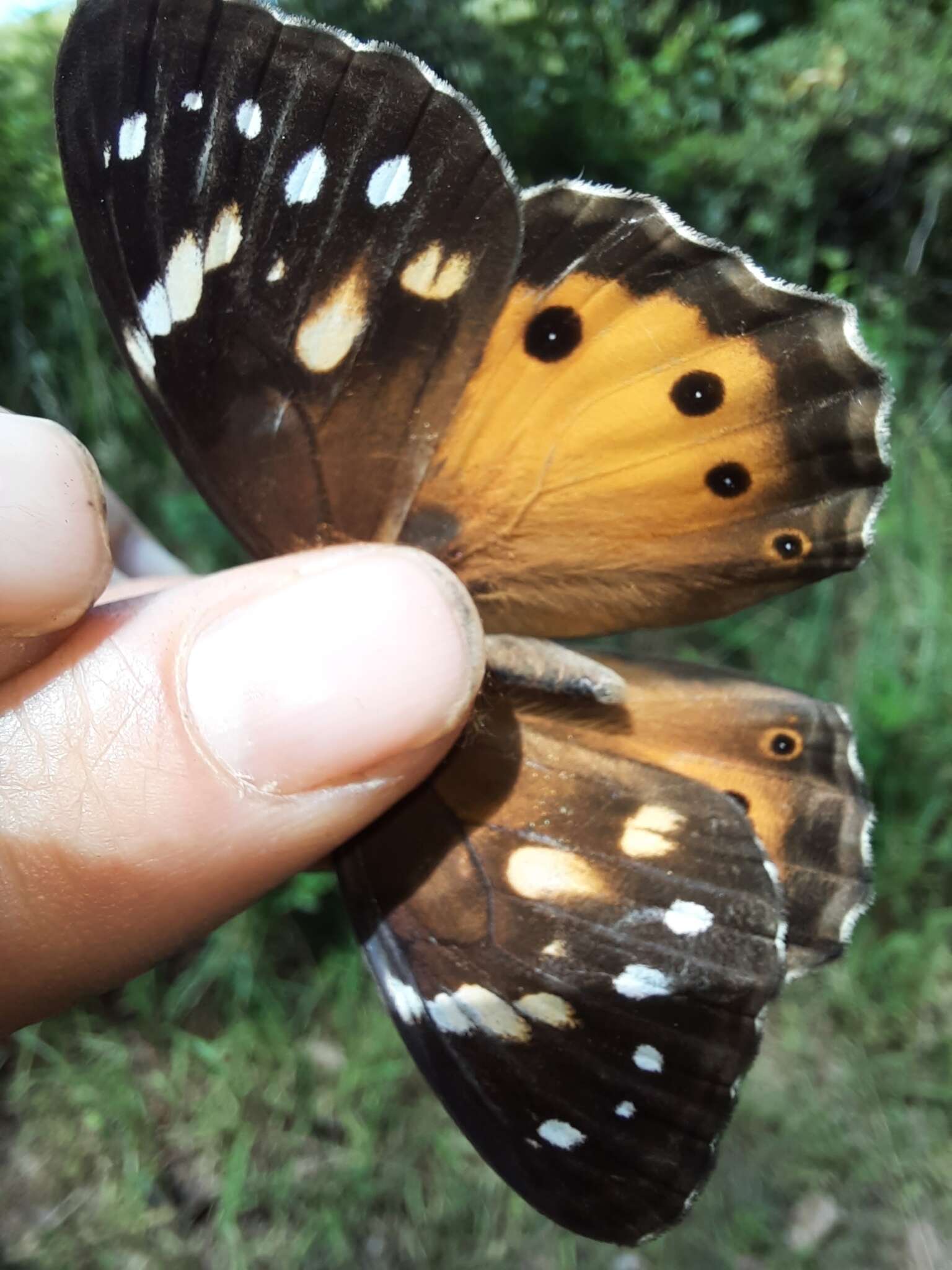 Imagem de Paralethe dendrophilus albina van Son 1955