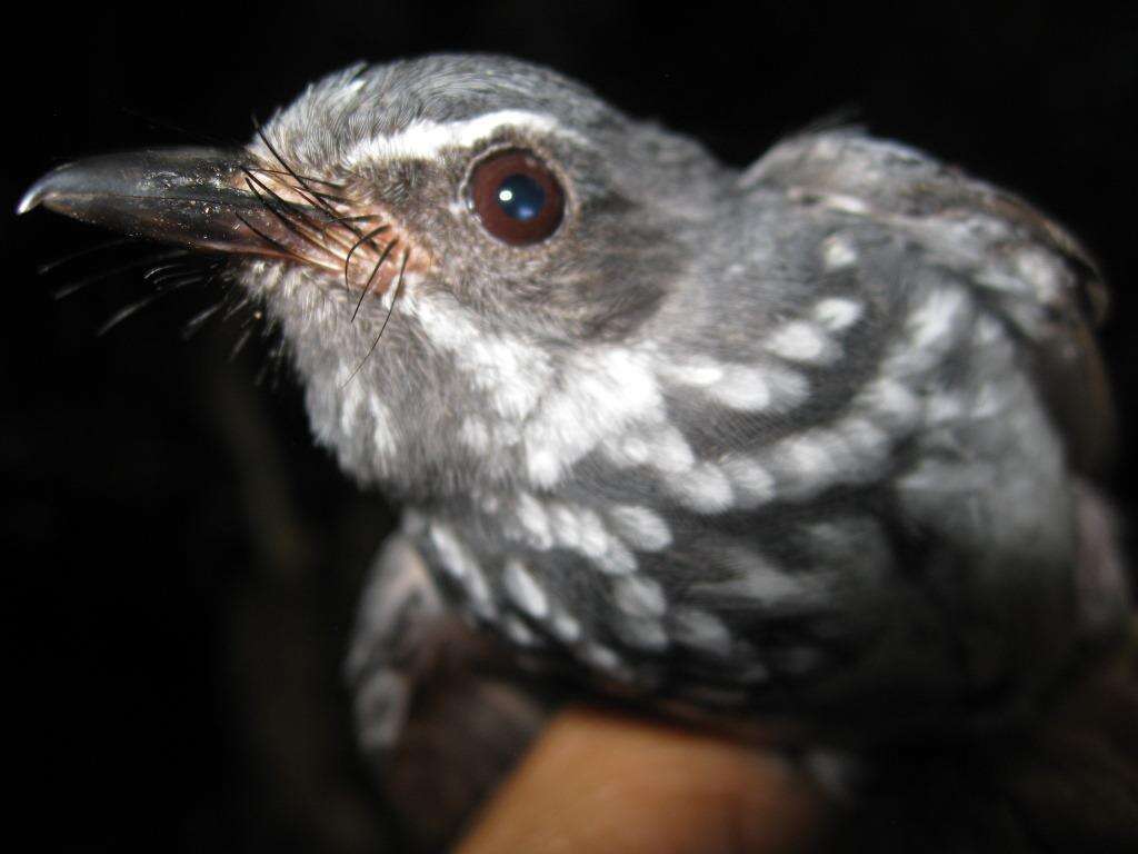 Image of Spotted Fantail