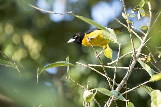 Image of Dark-backed Weaver