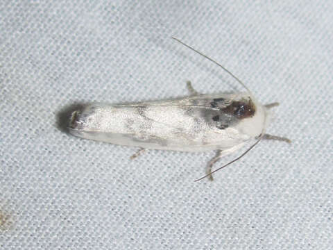 Image of Schlaeger's Fruitworm Moth