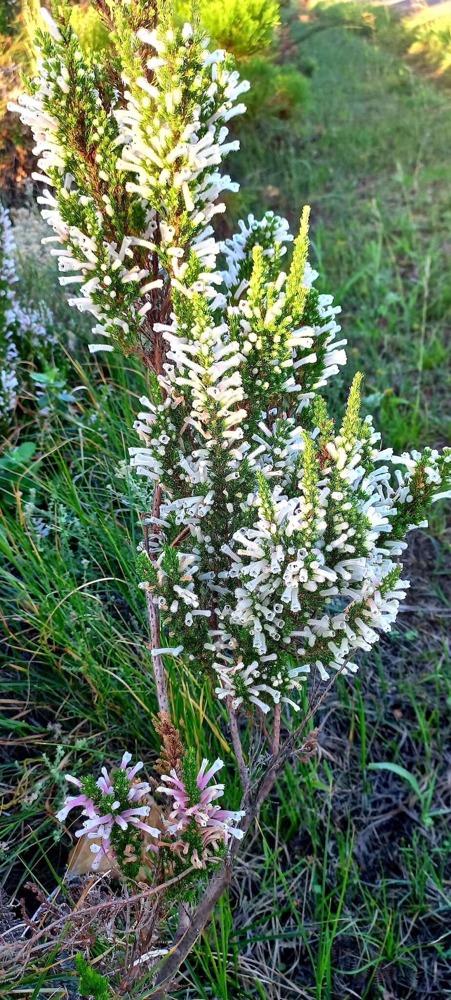 Plancia ëd Erica perspicua Wendl.