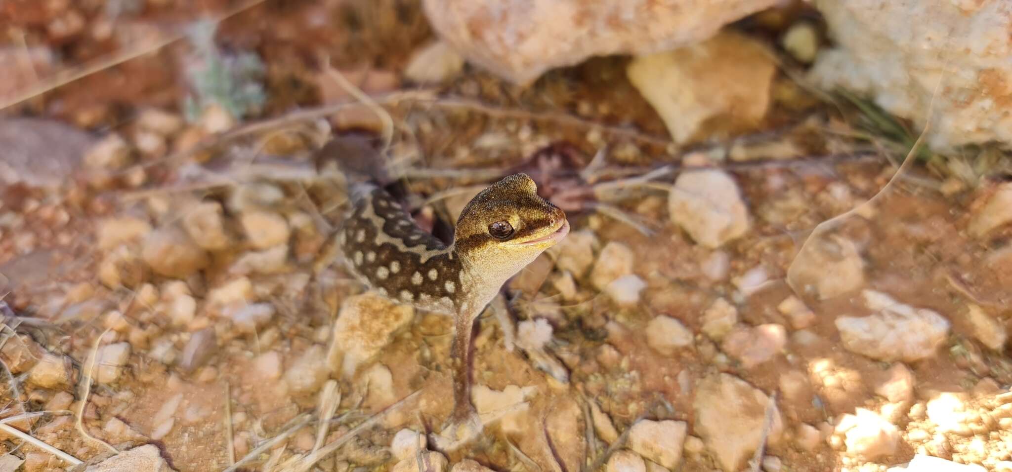 Image of Forked  Gecko