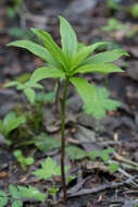 Image of Lilium martagon var. pilosiusculum Freyn