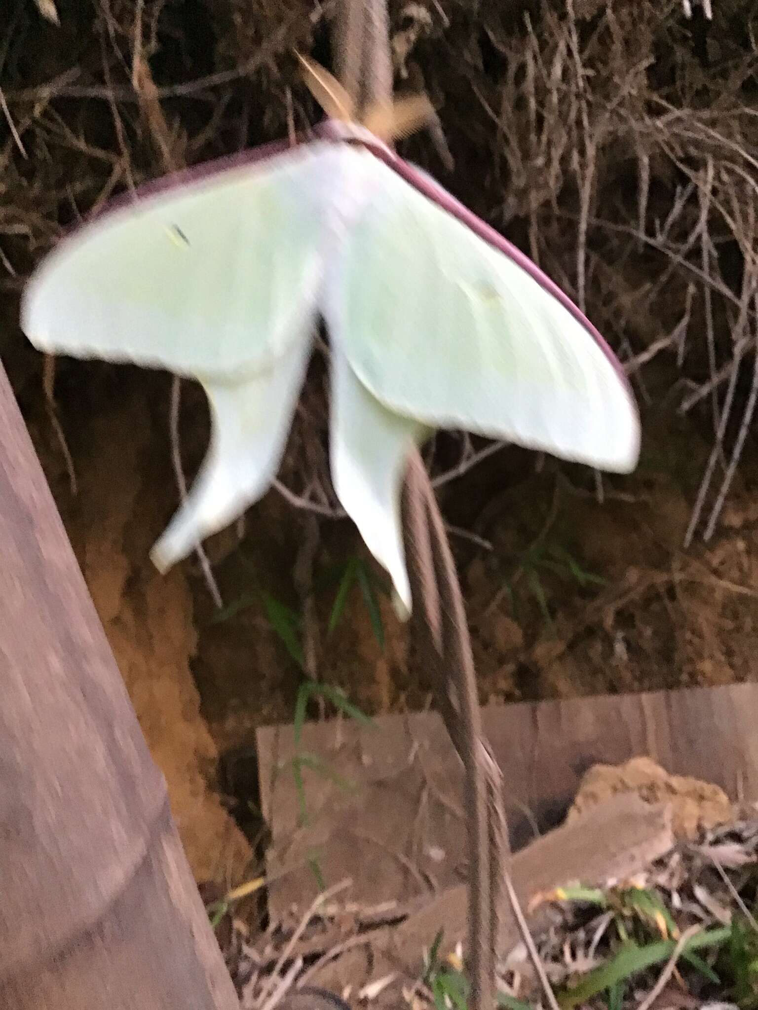 Imagem de Actias aliena (Butler 1879)