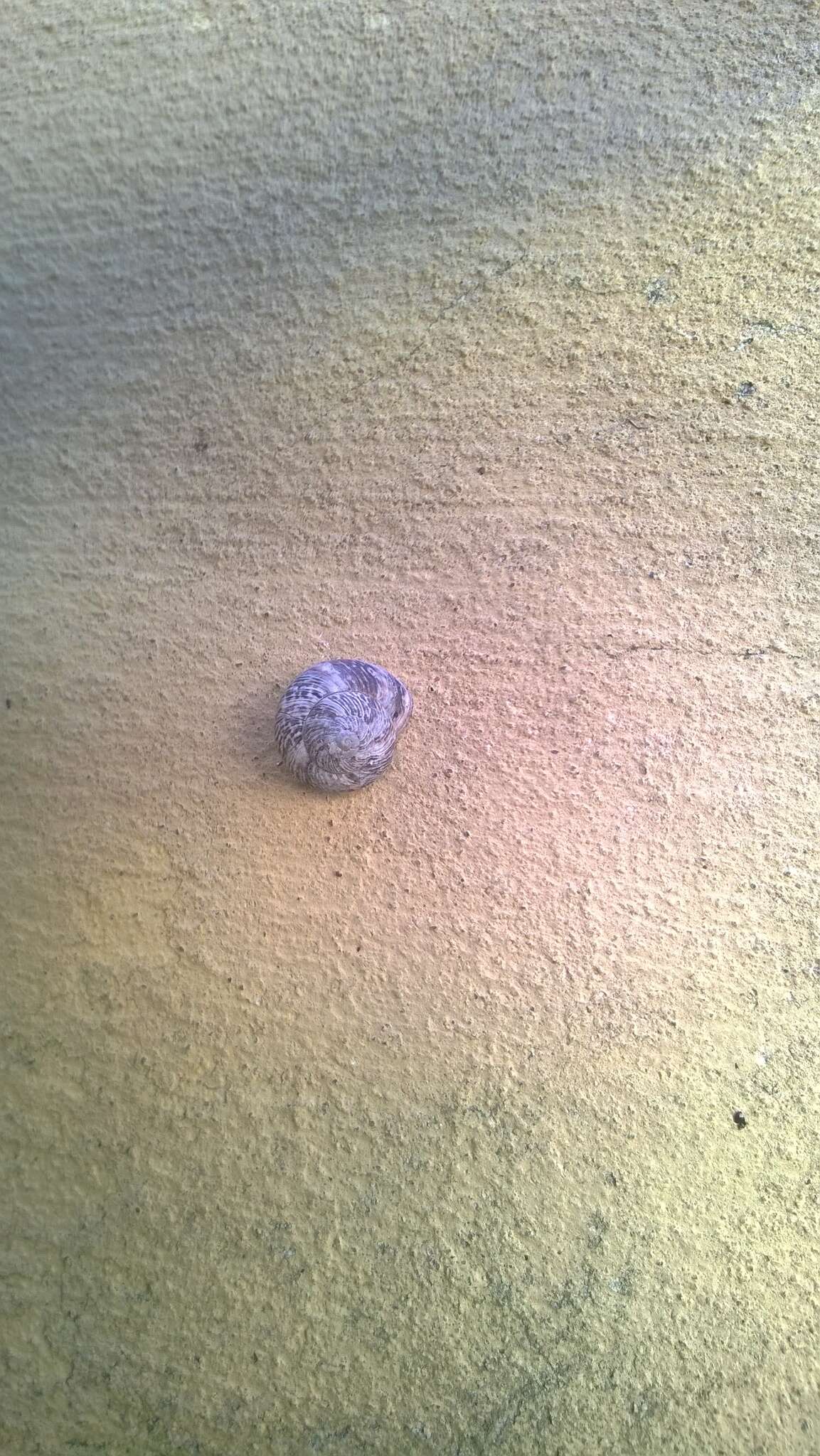 Image of Snail