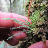 Image of Stenogrammitis jamesonii (Hook.) Labiak