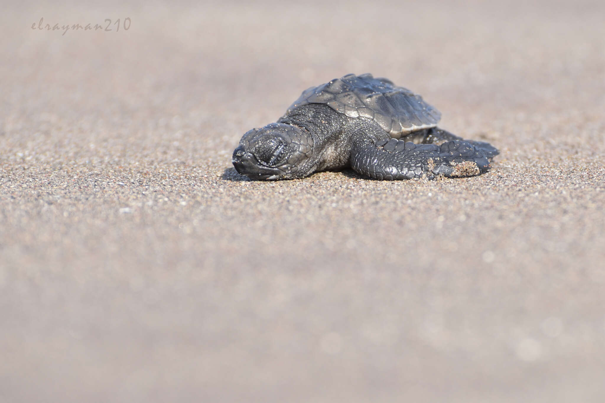 Image of Ridley sea turtles