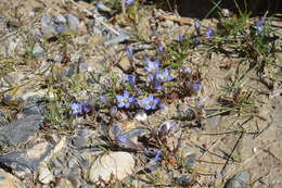 Imagem de Gentianella moorcroftiana (Wall. ex Griseb.) Airy Shaw