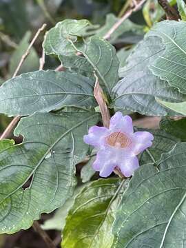 <i>Strobilanthes pentastemonoides</i> (Nees) T. Anderson resmi