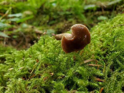 Image of Cyclocybe erebia (Fr.) Vizzini & Matheny 2014