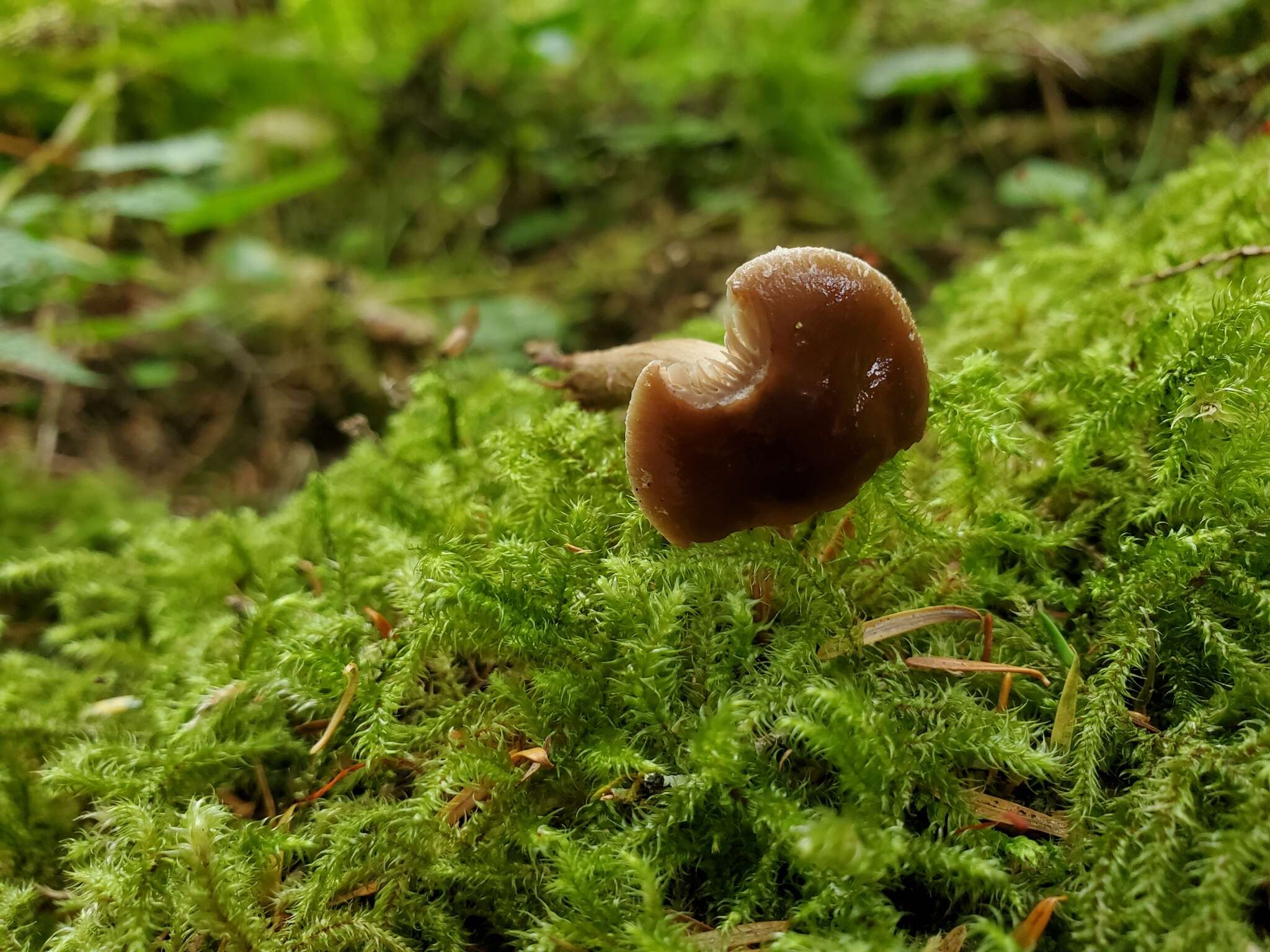 Image of Cyclocybe erebia (Fr.) Vizzini & Matheny 2014