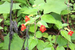 Imagem de Achimenes antirrhina (DC.) C. V. Morton