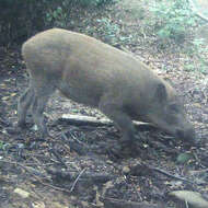 Imagem de Sus scrofa leucomystax Temminck 1842