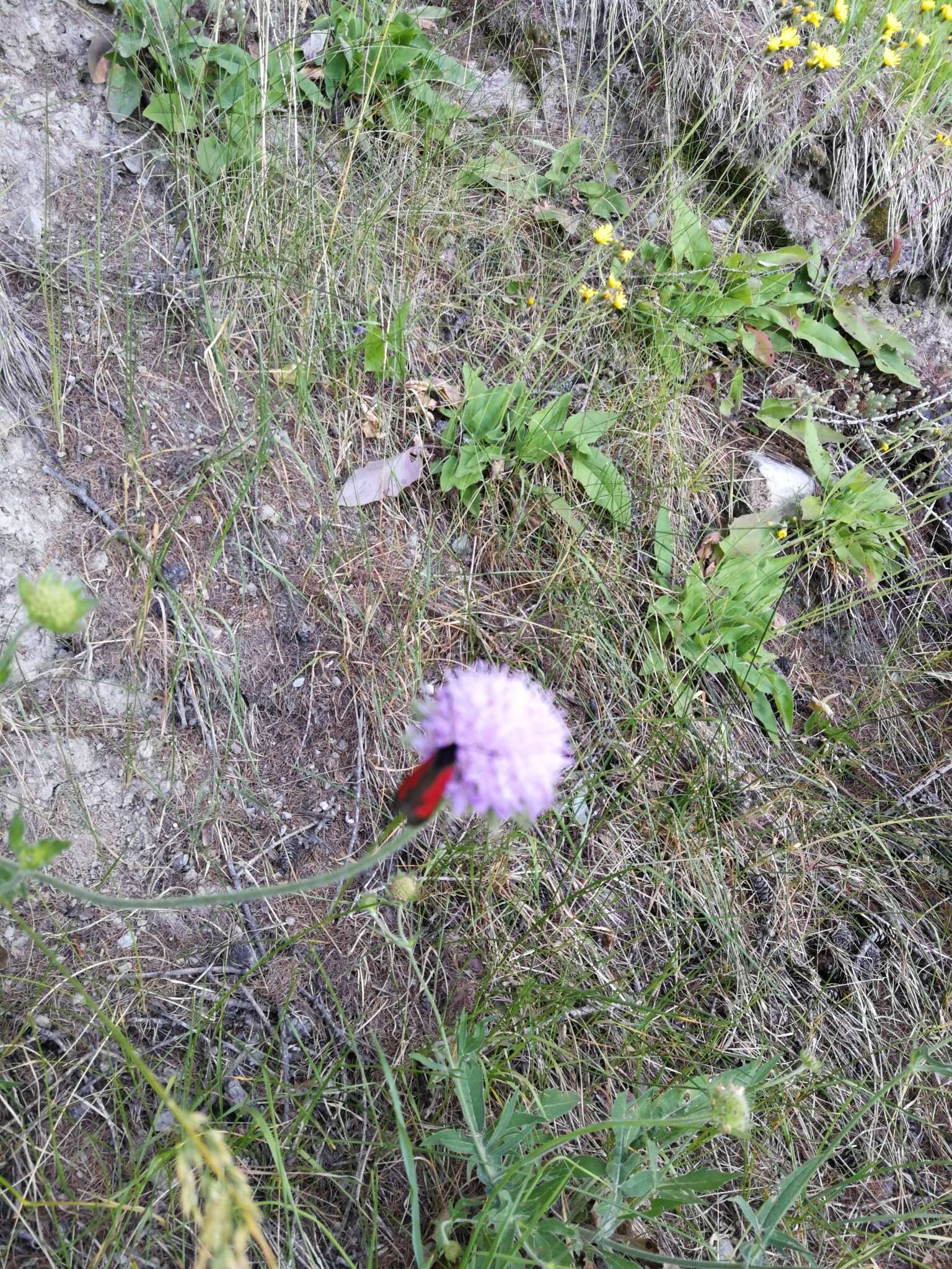 Plancia ëd Zygaena purpuralis Brünnich 1763