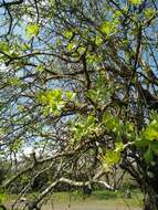 Image of Crataegus azarolus var. aronia L.