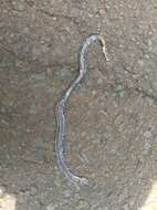 صورة Sibynophis geminatus (H. Boie 1826)