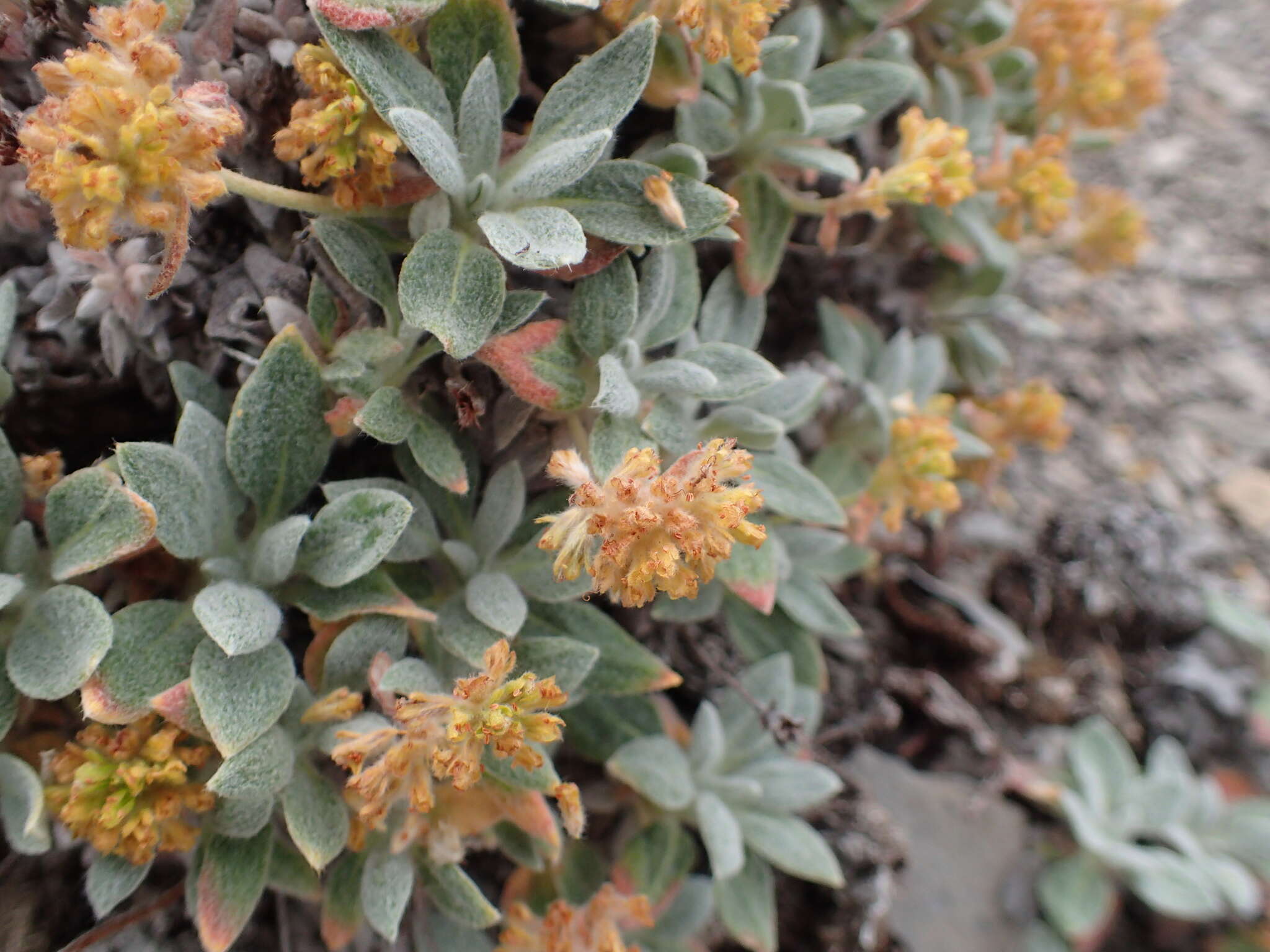 Image of alpine golden buckwheat