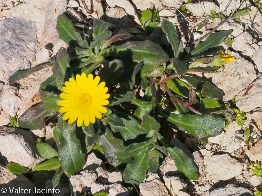 Image of Calendula suffruticosa Vahl