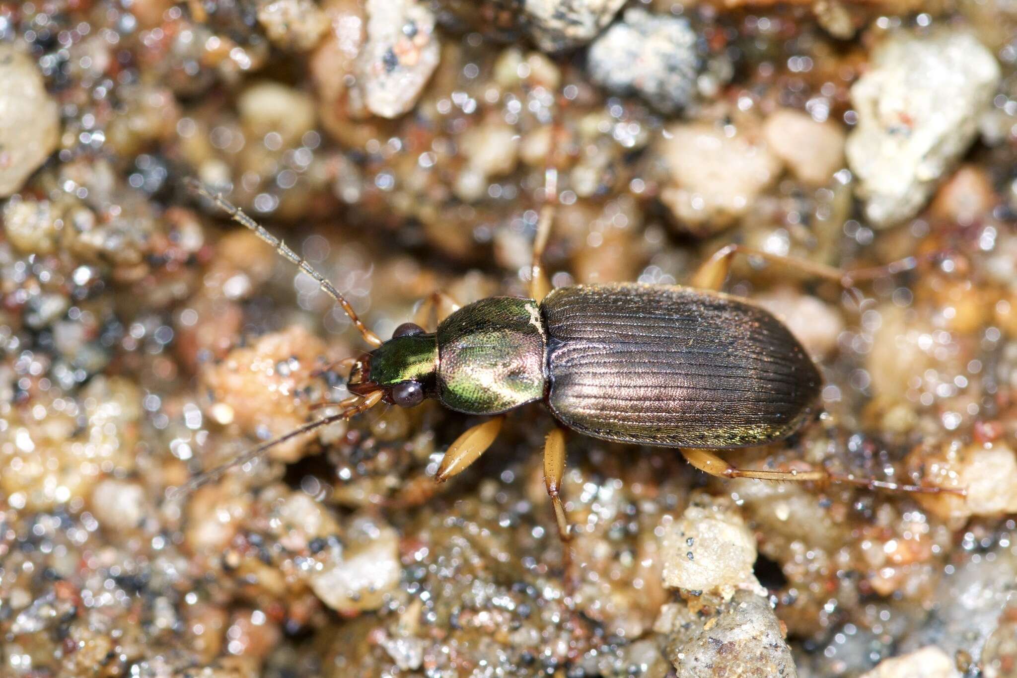 Chlaenius (Chlaeniellus) tricolor Dejean 1826 resmi