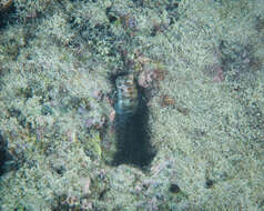 Blenniella gibbifrons (Quoy & Gaimard 1824) resmi