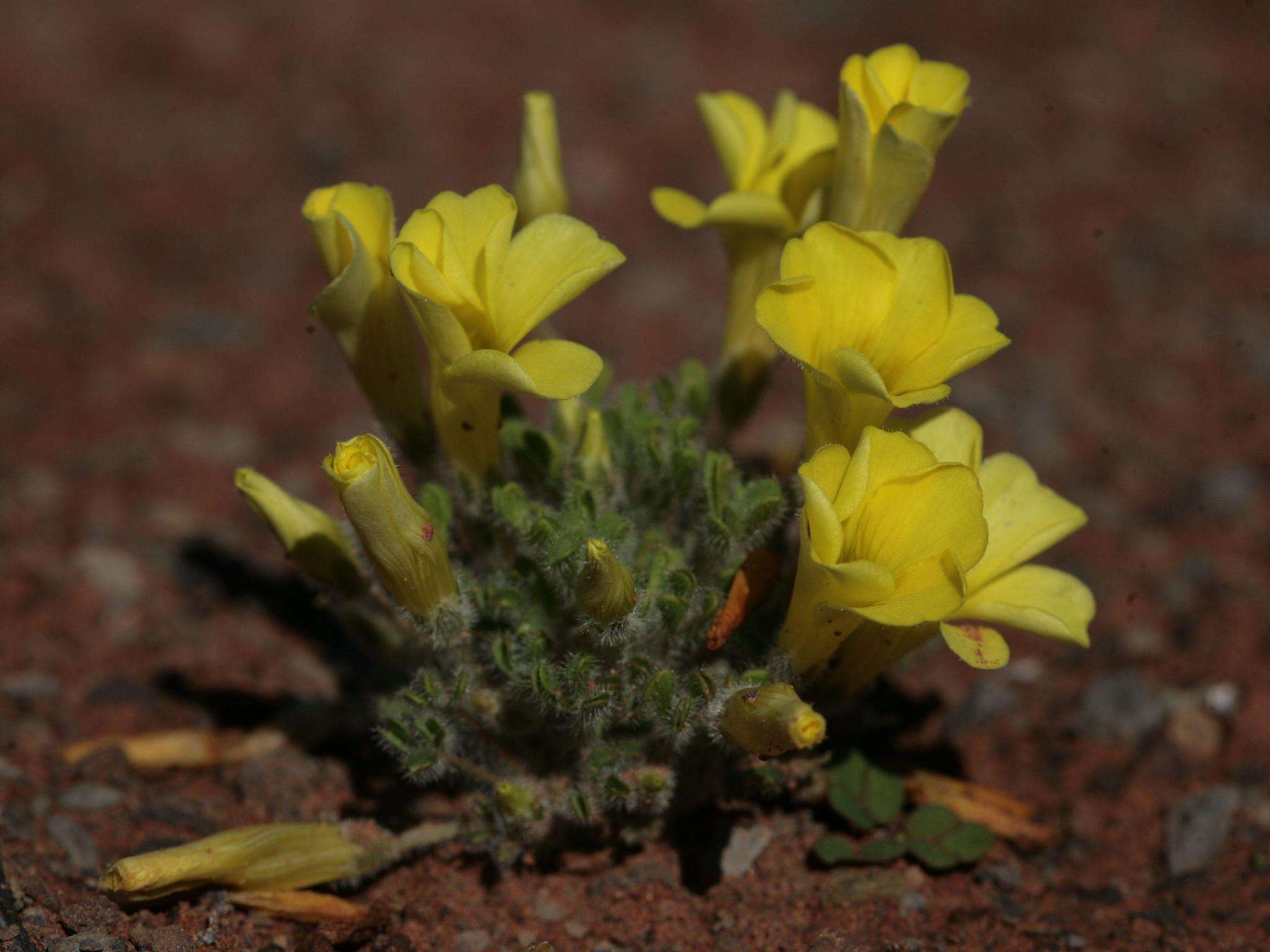 Imagem de Oxalis argillacea F. Bolus