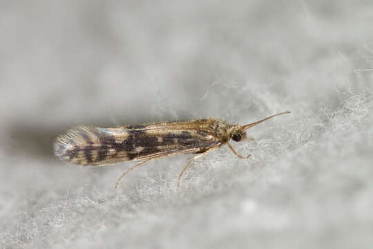 Image of Salt and Pepper Microcaddis