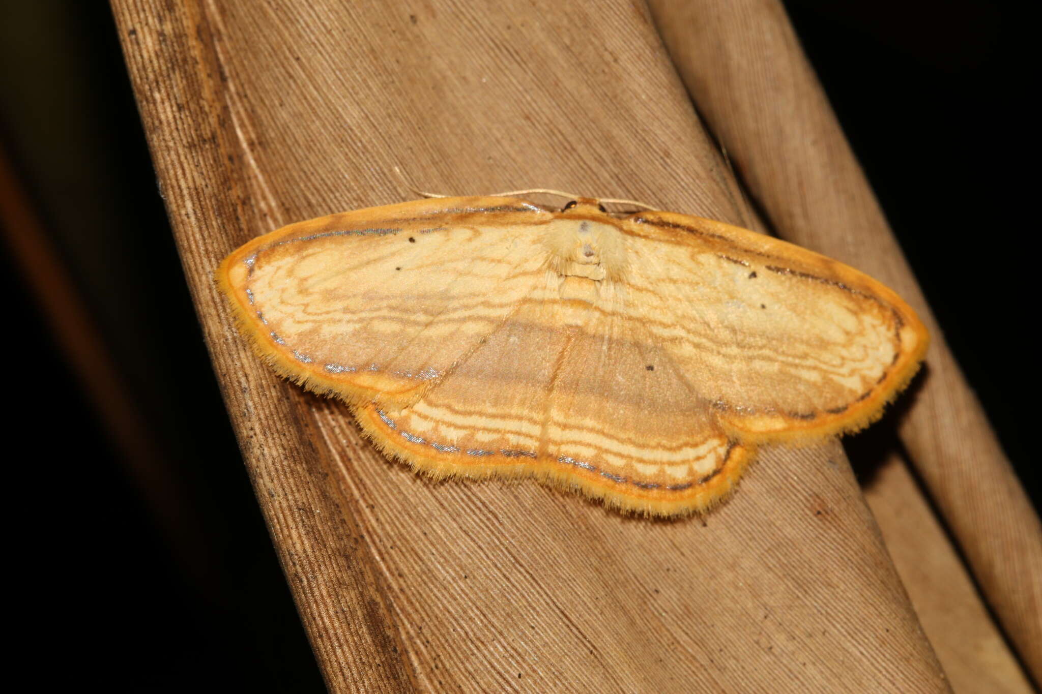 Image of Drapetodes mitaria Guenée 1857