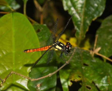 Image de Lyriothemis tricolor Ris 1916