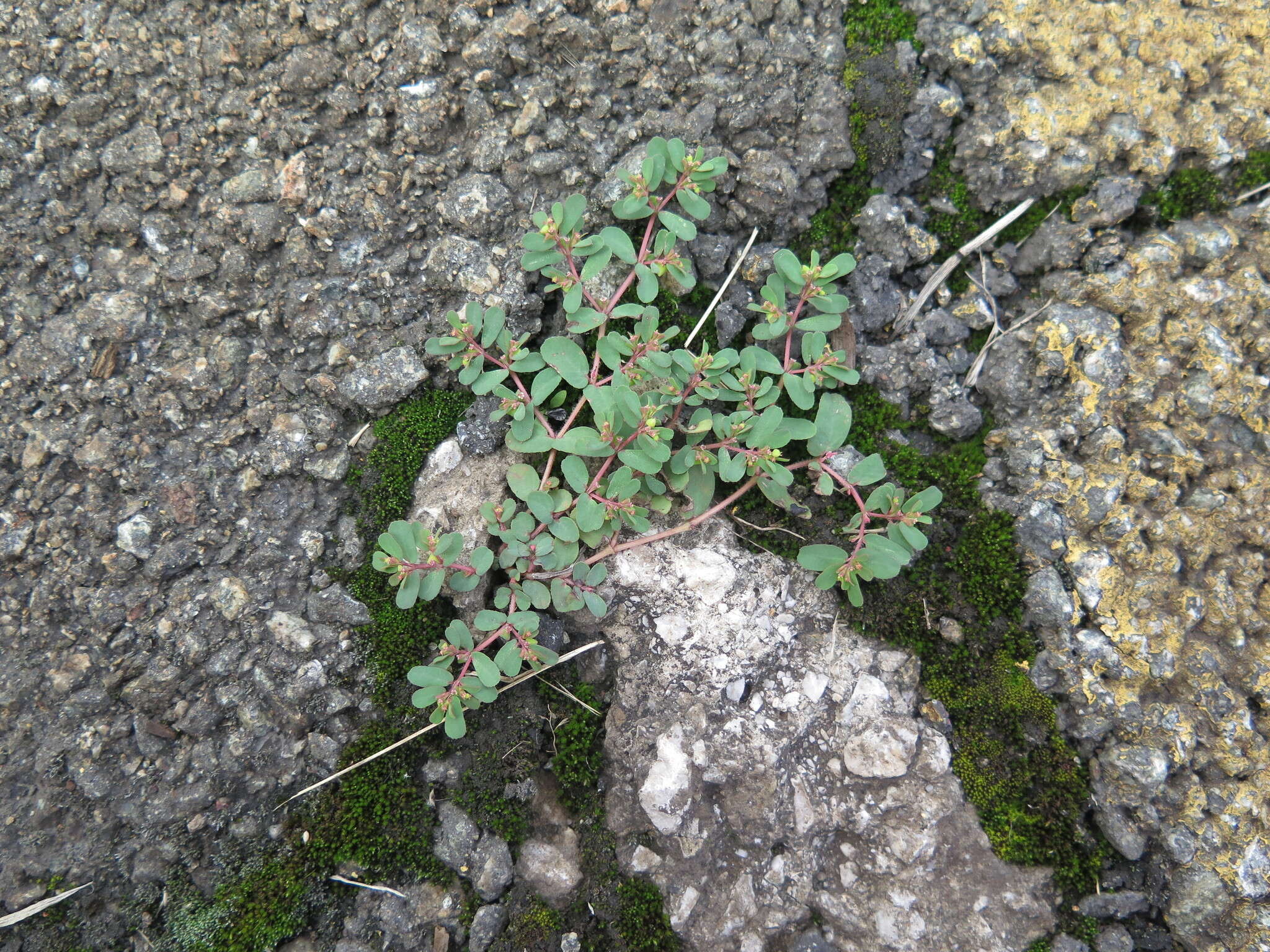 Euphorbia humifusa Willd. resmi