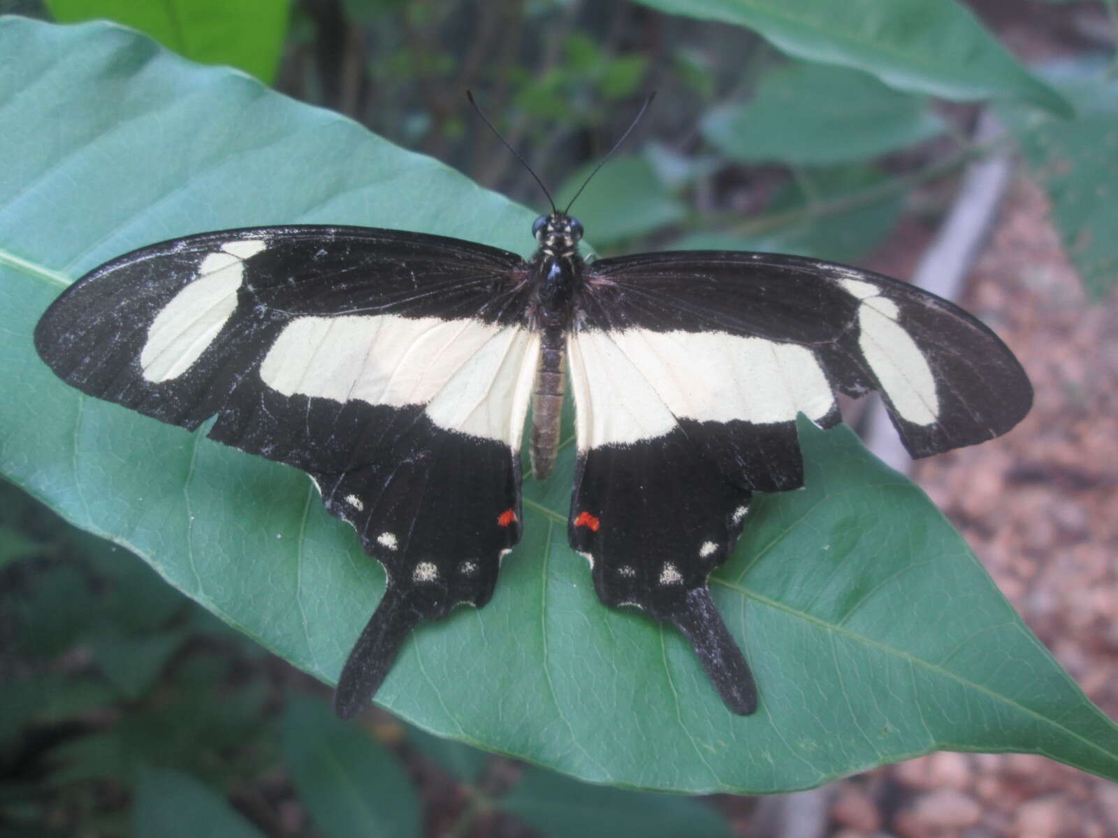 Sivun Papilio torquatus Cramer (1777) kuva