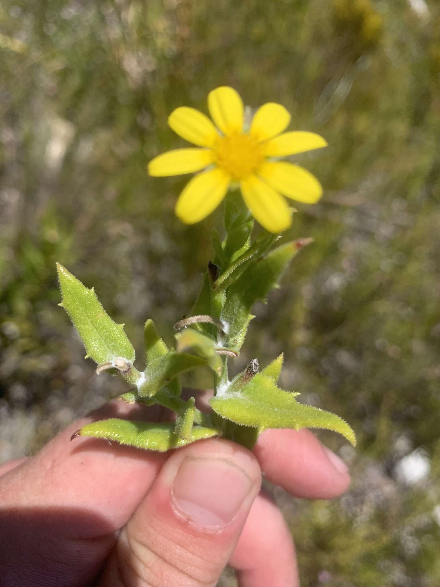 Image of Osteospermum ilicifolium L.