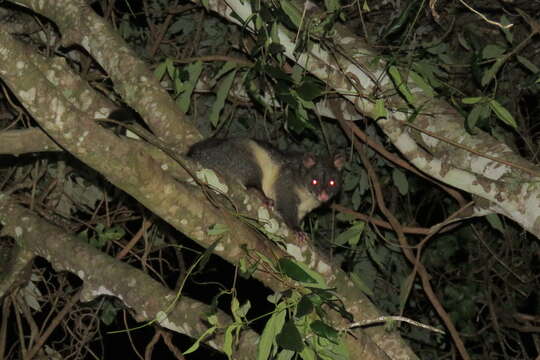 Image of Mountain Brushtail Possum