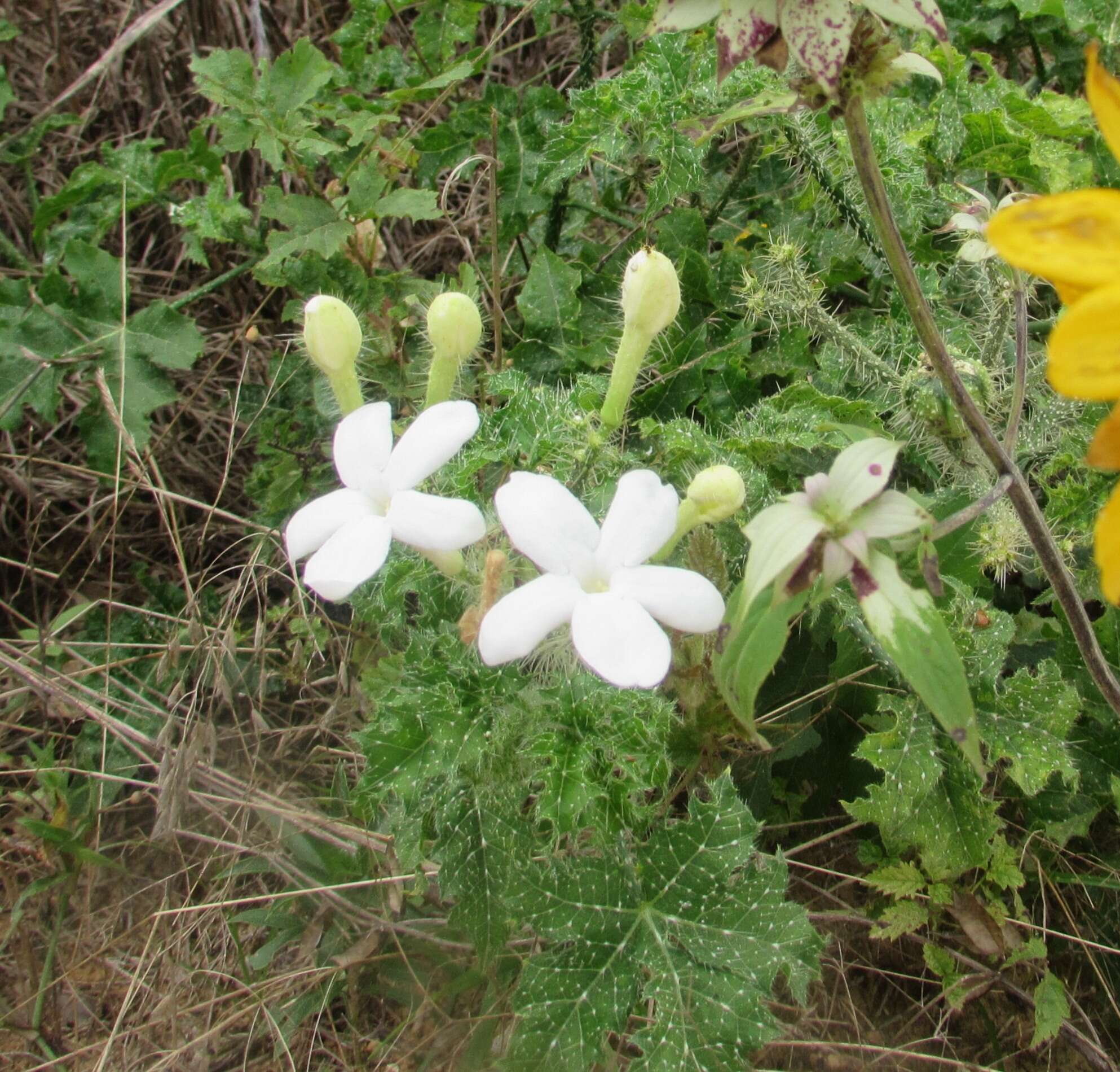 Image of Texas bullnettle