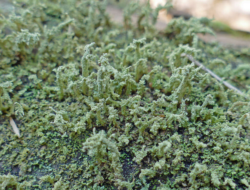 Plancia ëd Cladonia parasitica (Hoffm.) Hoffm.