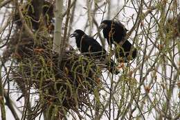 Imagem de Corvus frugilegus Linnaeus 1758