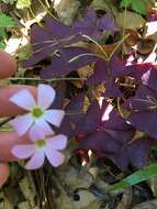 Image of Wood sorrel