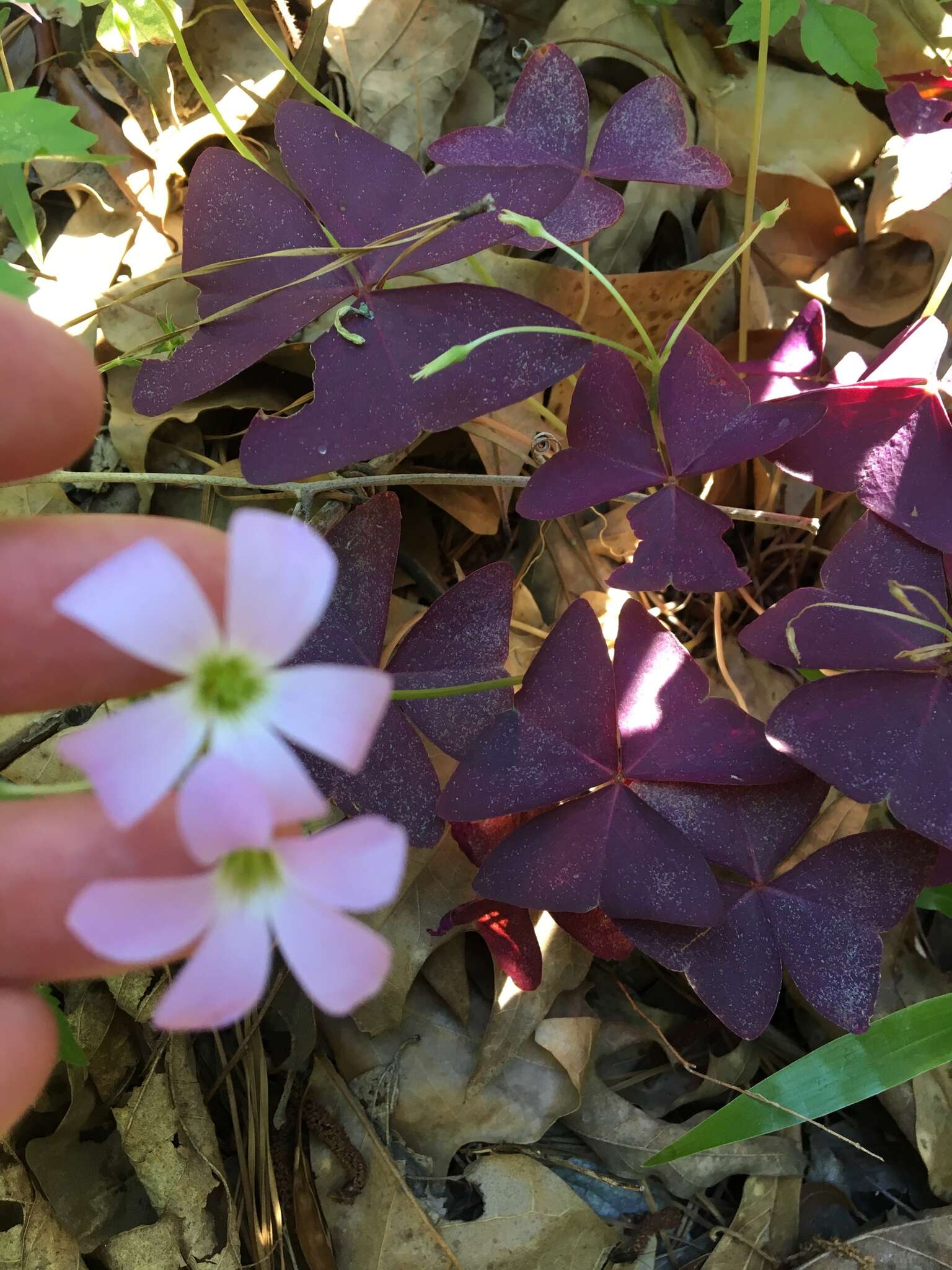 Image of Wood sorrel