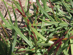 Image of Plantago crassifolia Forsskál