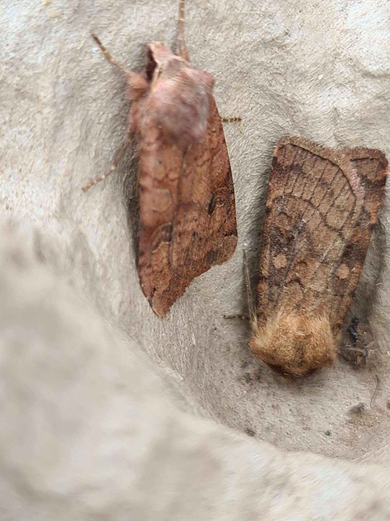 Image of six-striped rustic